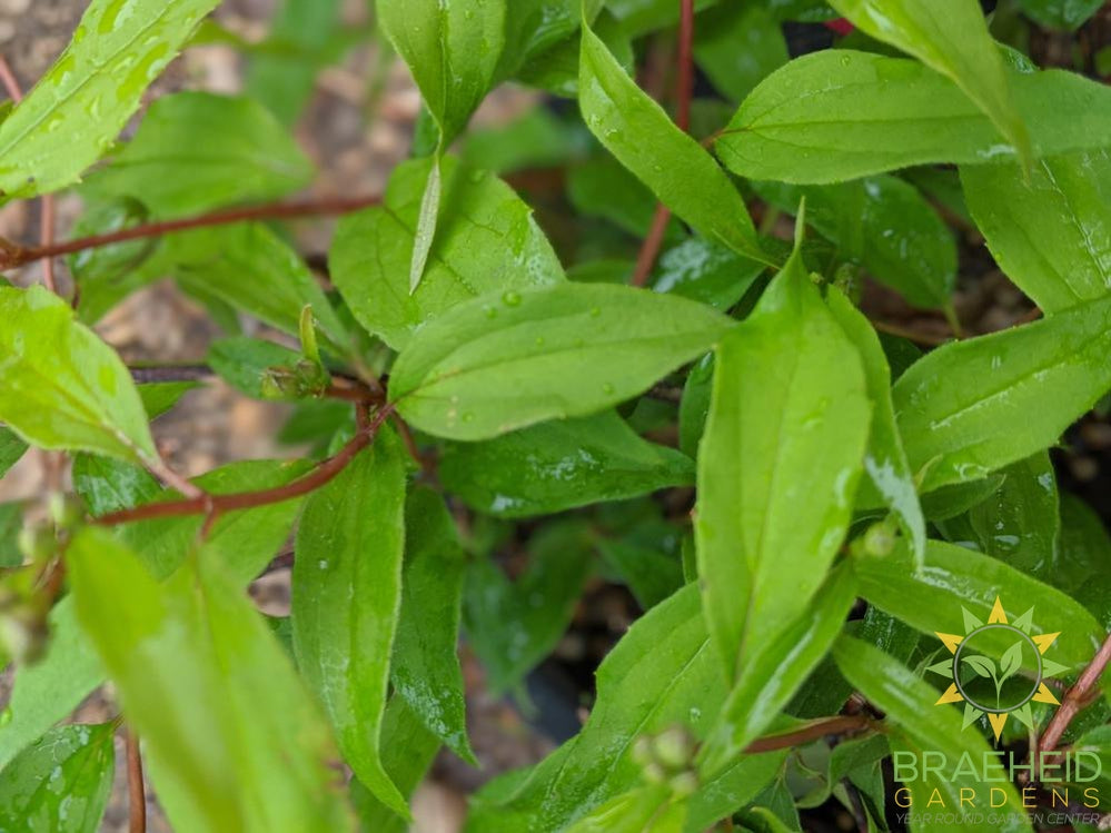 Pruning Mock Orange in Zone 3B