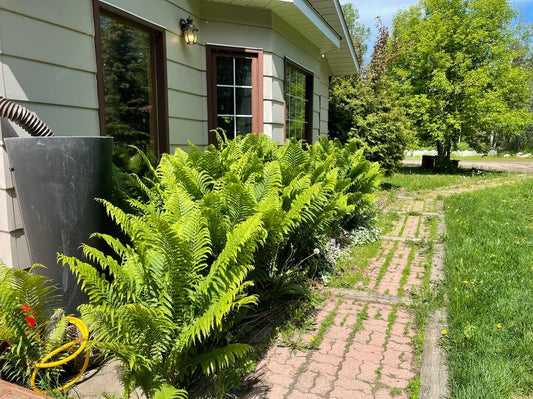 Photo by Sue Tegart, Grande Prairie, Alberta Braeheid Gardens