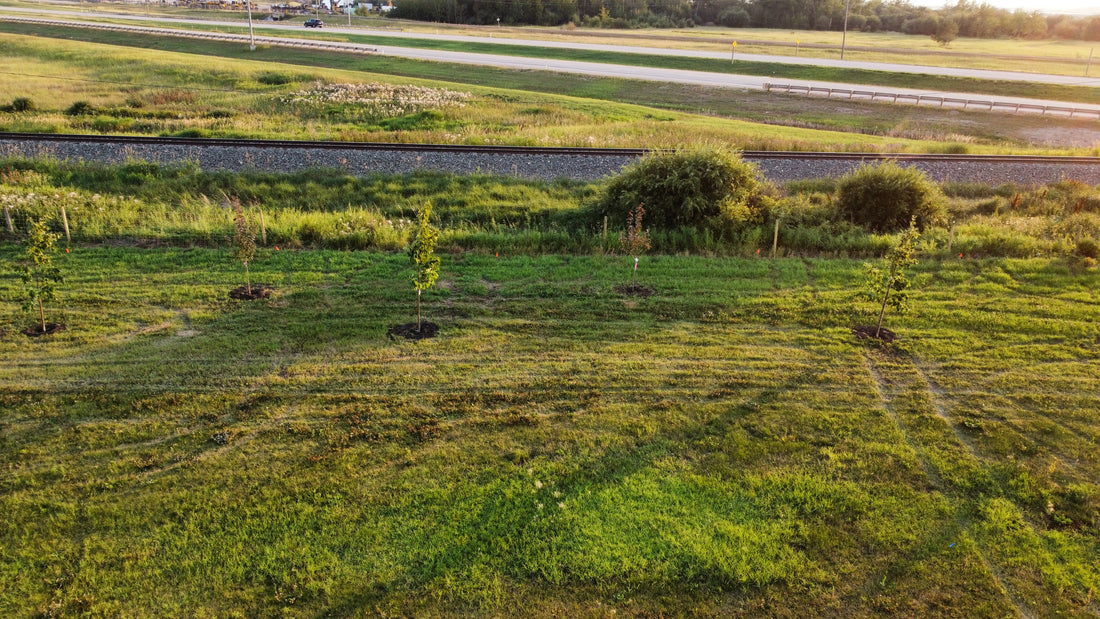 Summer Planting: A Surprising Opportunity for Thriving Trees and Shrubs