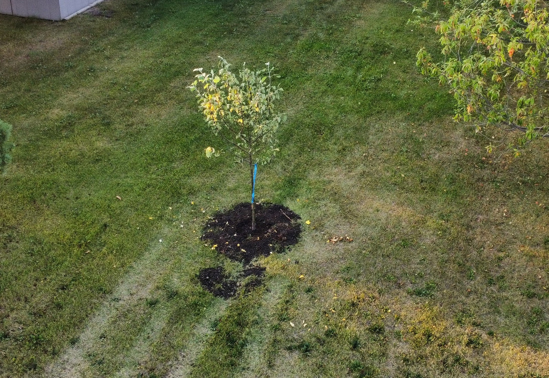 Rootstock Grafting Apple Trees: The Secret to Growing Delicious Fruit in Any Condition