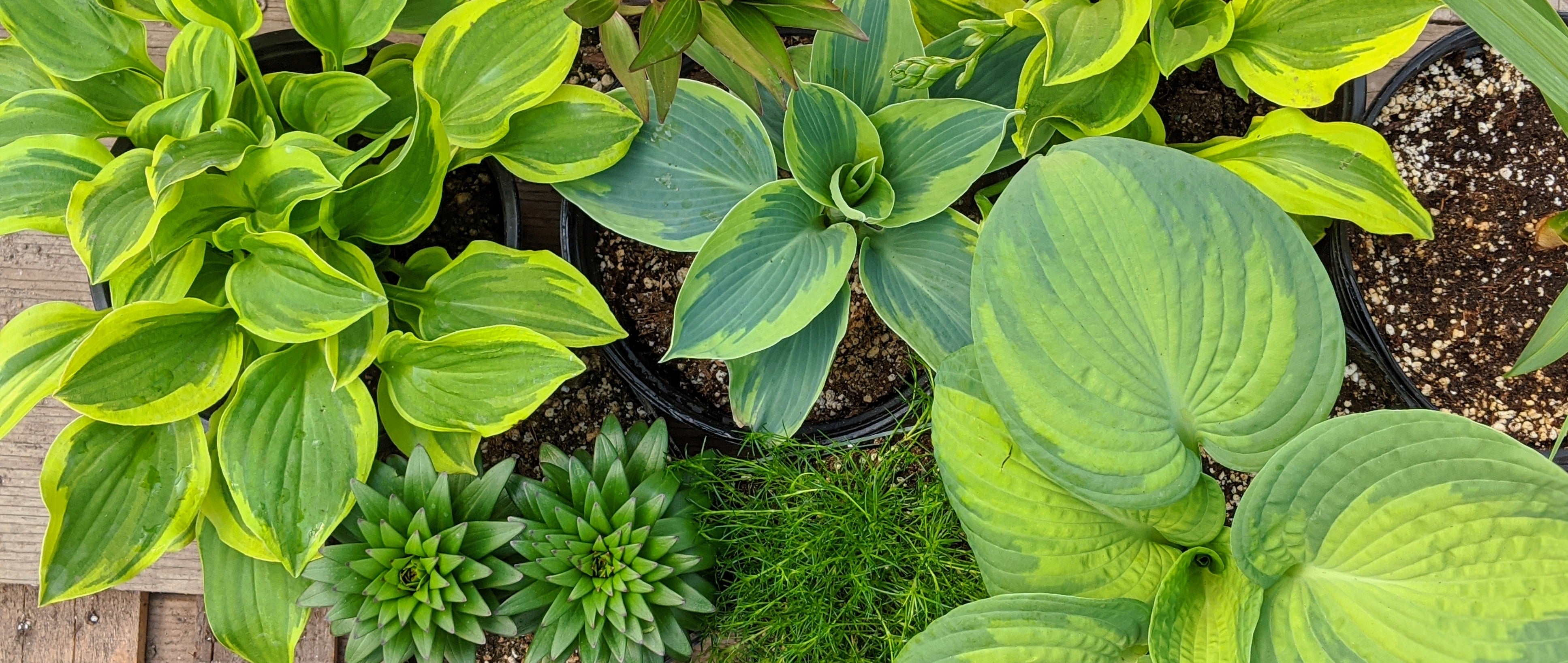 12+ Part Sun Perennials Part Sun Perennials – Braeheid Gardens Ltd.
