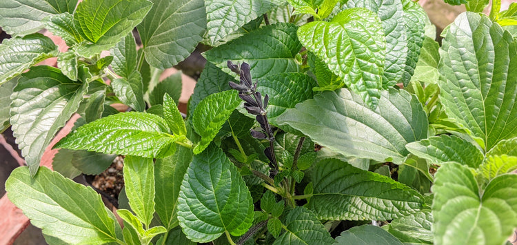 Salvia Annuals