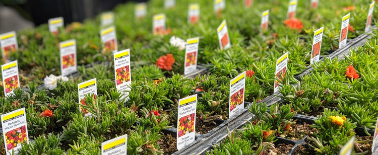 Portulaca
