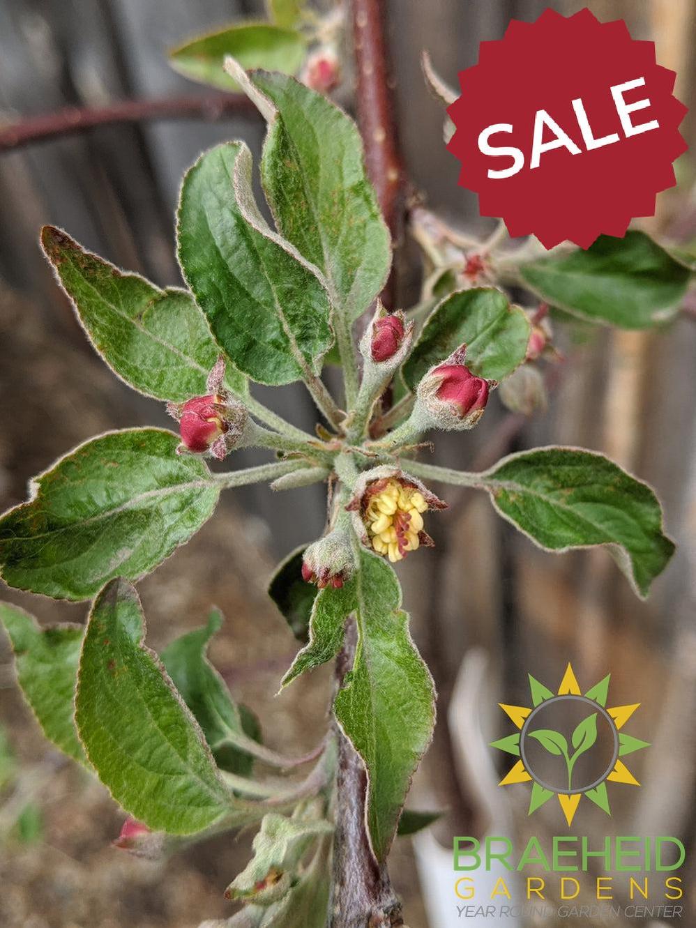 Auction #1 - Beginner’s Orchard Bundle – 9 Hardy Edible Fruit Trees + Fertilizer – Zone 3b Friendly