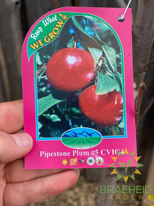 Pipestone Plum- Tree for sale, Grown in Grande Prairie -Braeheid Gardens Ltd. on Emerson Trail
