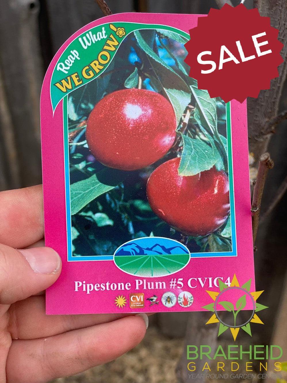 Auction #1 - Beginner’s Orchard Bundle – 9 Hardy Edible Fruit Trees + Fertilizer – Zone 3b Friendly