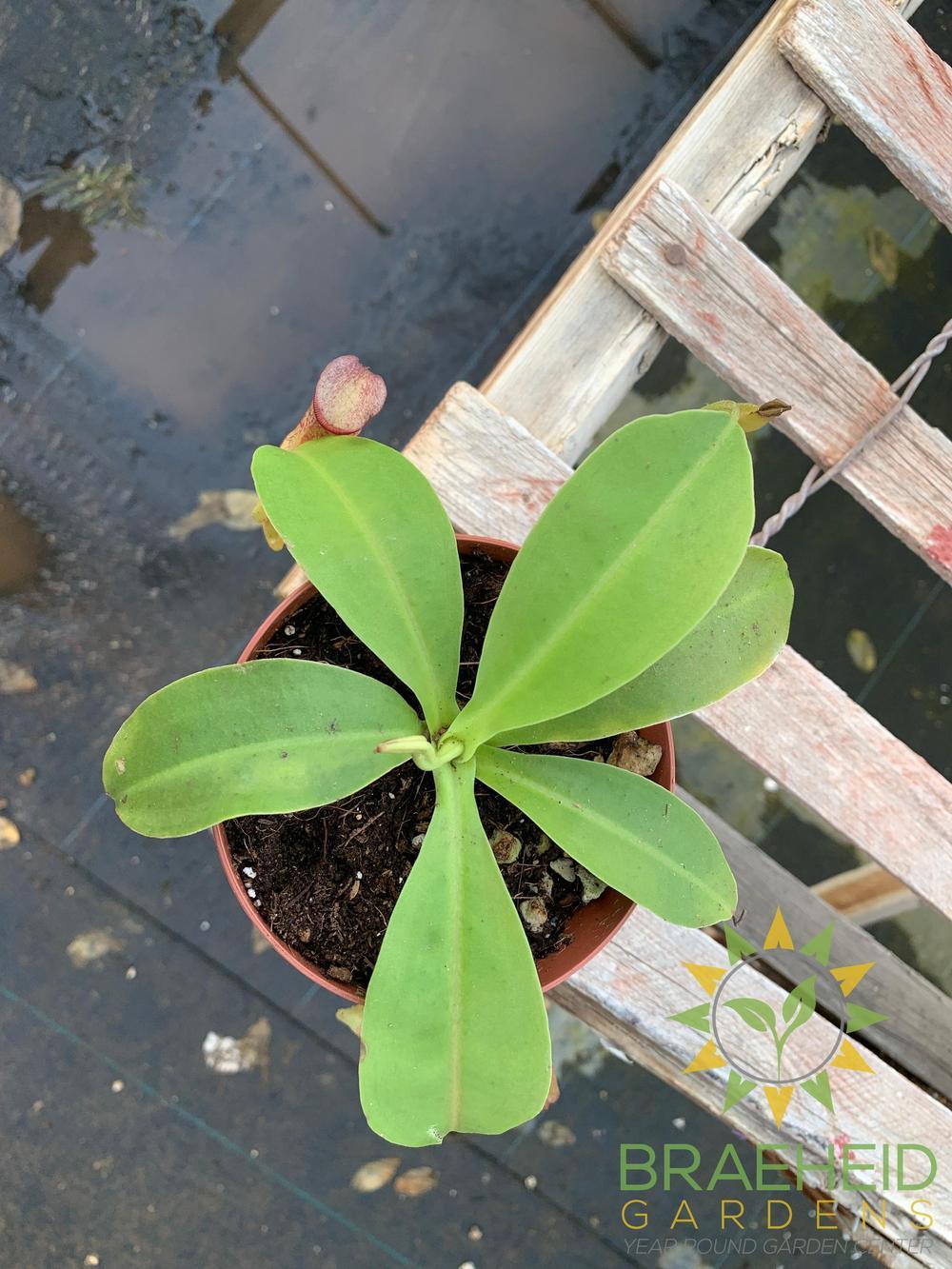 Nepenthes Bloody Miranda - Pitcher Plant