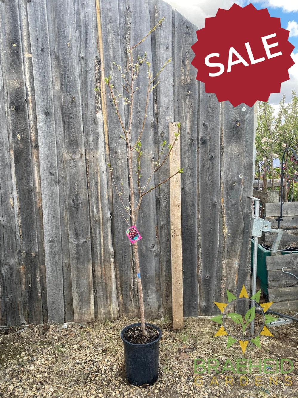 Superior Plum- Tree for sale, Grown in Grande Prairie -Braeheid Gardens Ltd. on Emerson Trail