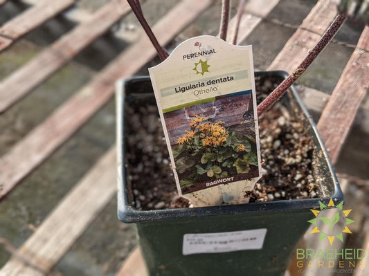 Ligularia Ragwort 'Othello' - NO SHIP -