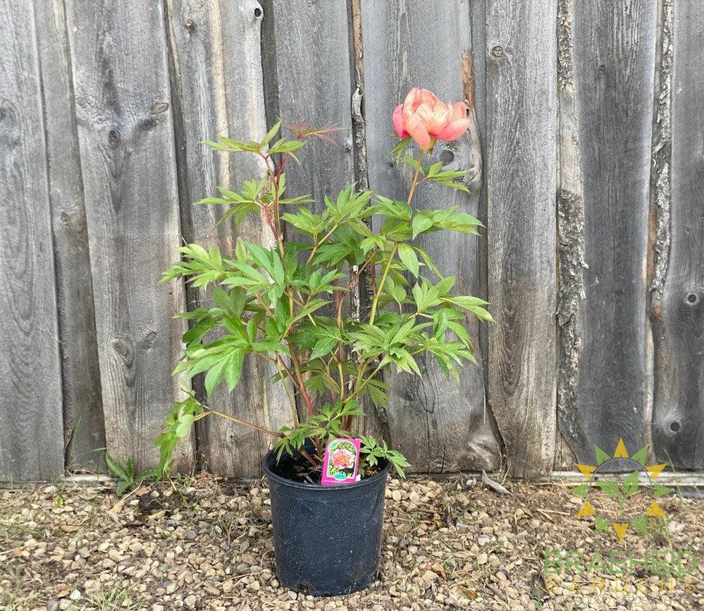 Sunset and Rainbows Itoh Peony - NO SHIP -