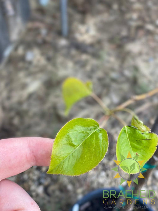 Paul's Golden Pear- Tree for sale, Grown in Grande Prairie -Braeheid Gardens Ltd. on Emerson Trail