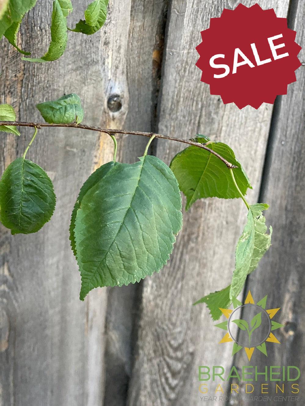 Princess Kay Plum- Tree for sale, Grown in Grande Prairie -Braeheid Gardens Ltd. on Emerson Trail