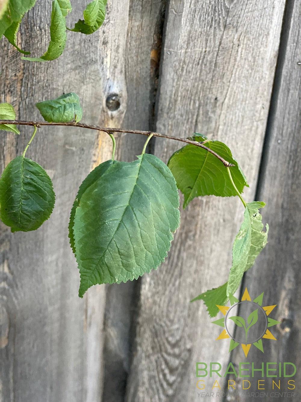 Princess Kay Plum- Tree for sale, Grown in Grande Prairie -Braeheid Gardens Ltd. on Emerson Trail