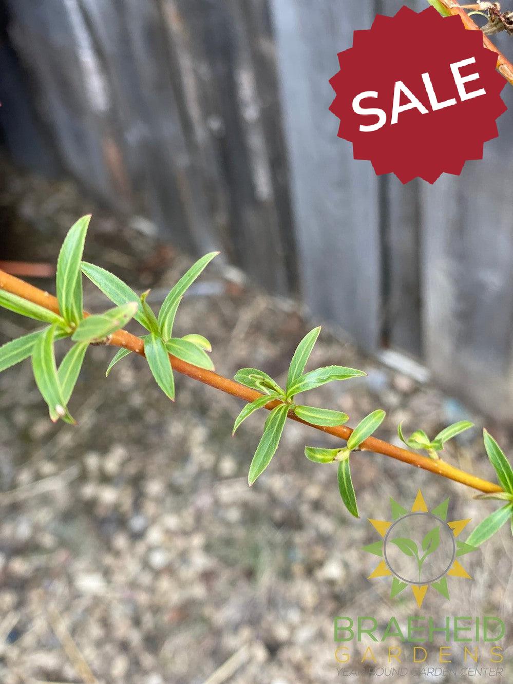 Northern Fountain Willow Tree- Tree for sale, Grown in Grande Prairie -Braeheid Gardens Ltd. on Emerson Trail