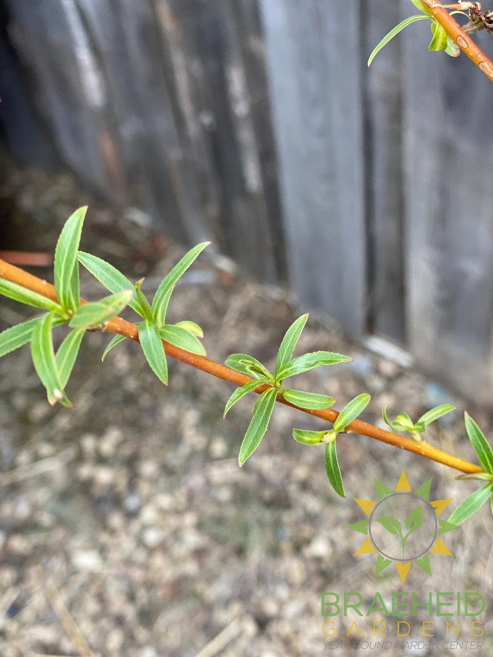Northern Fountain Willow Tree- Tree for sale, Grown in Grande Prairie -Braeheid Gardens Ltd. on Emerson Trail