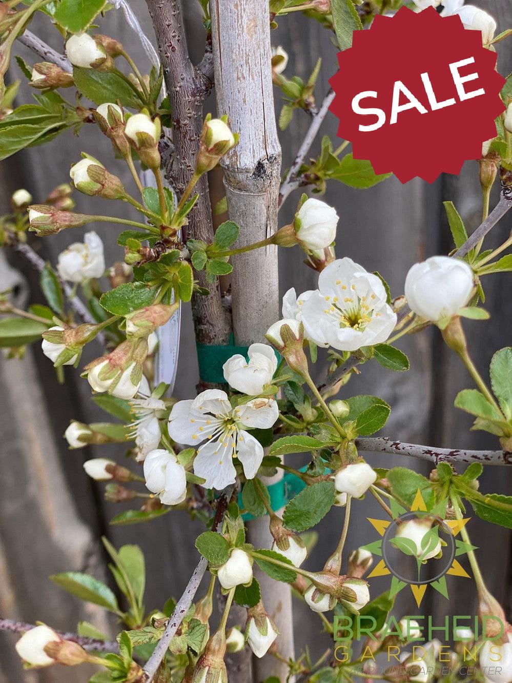 Juliet Cherry Tree- Tree for sale, Grown in Grande Prairie -Braeheid Gardens Ltd. on Emerson Trail