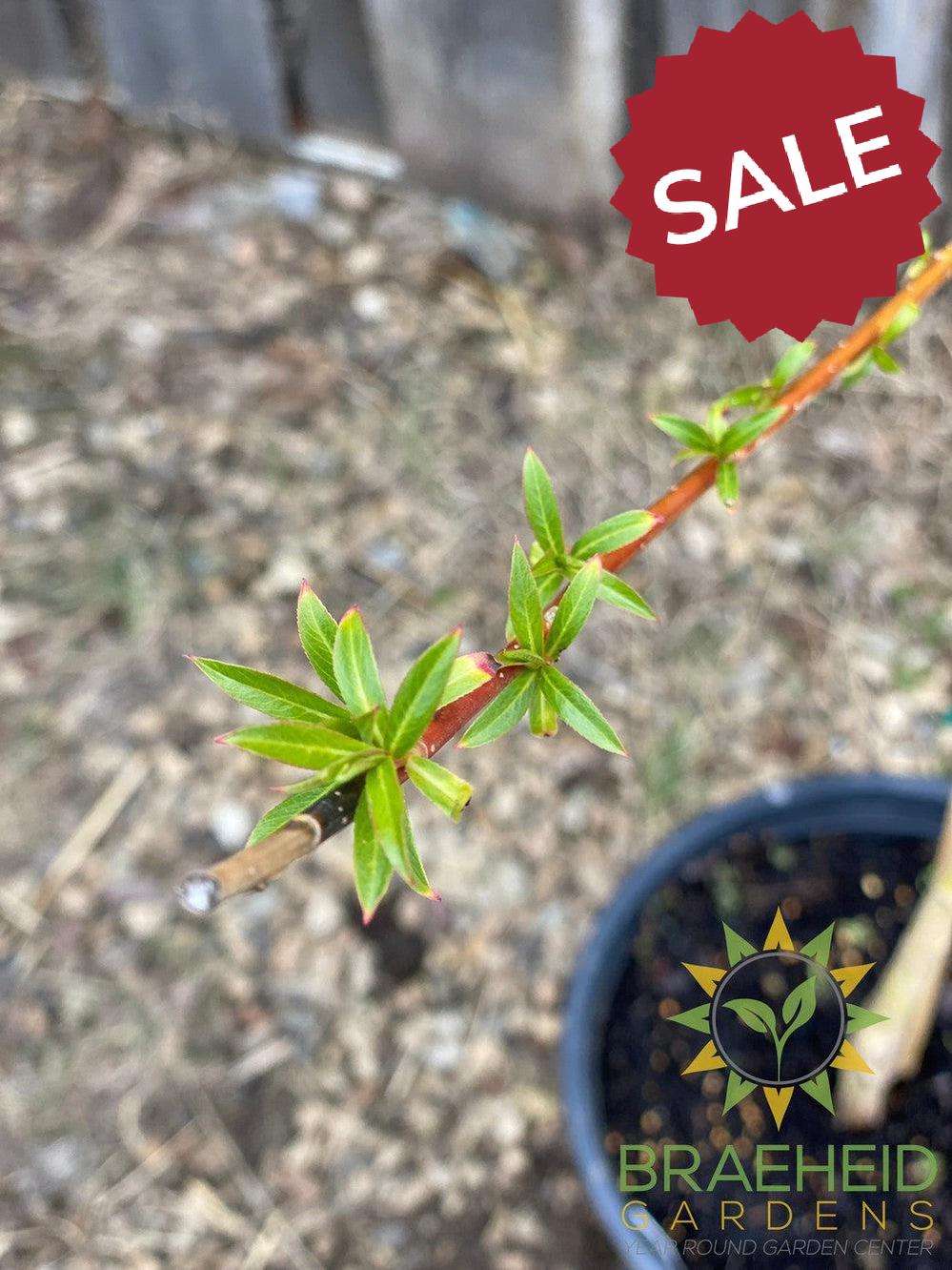 Niobe Willow - NO SHIP - Tree for sale, Grown in Grande Prairie -Braeheid Gardens Ltd. on Emerson Trail