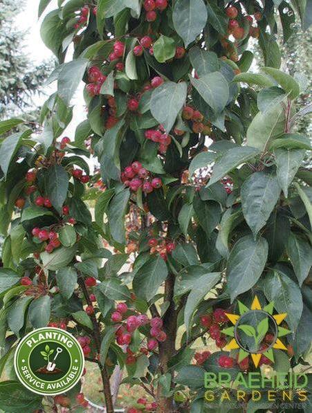 Green Wall Columnar Crabapple