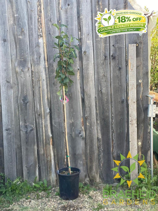 Muckle Plum- Tree for sale, Grown in Grande Prairie -Braeheid Gardens Ltd. on Emerson Trail