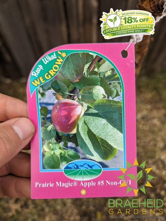 Prairie Magic® Apple- Tree for sale, Grown in Grande Prairie -Braeheid Gardens Ltd. on Emerson Trail