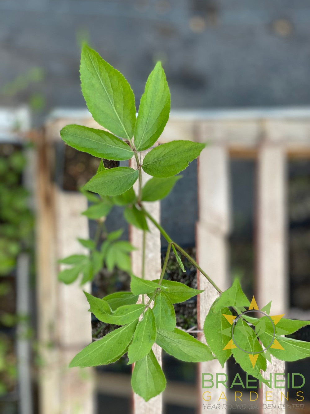 Buy Elderberry Adams an Edible Shrub in Grande Prairie Alberta - Braeheid Gardens Ltd.