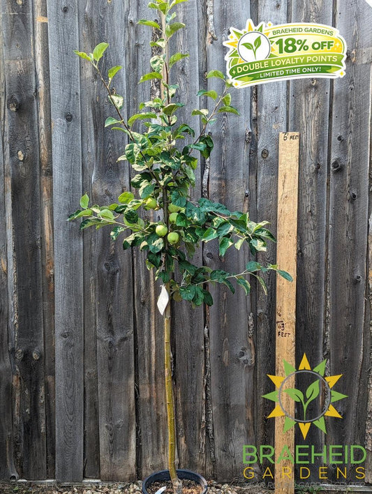 Battleford Apple- Tree for sale, Grown in Grande Prairie -Braeheid Gardens Ltd. on Emerson Trail