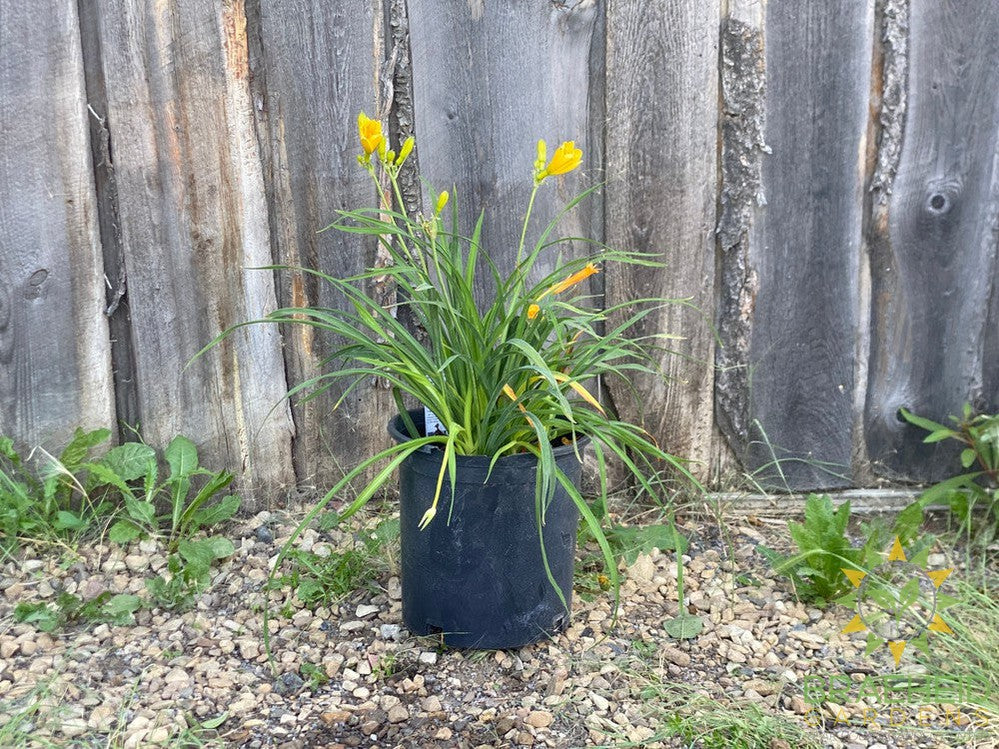 Daylily Stella D'oro Yellow - NO SHIP -