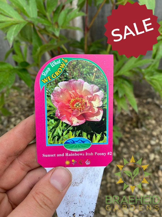 Sunset and Rainbows Itoh Peony - NO SHIP -