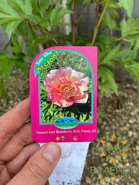 Sunset and Rainbows Itoh Peony - NO SHIP -