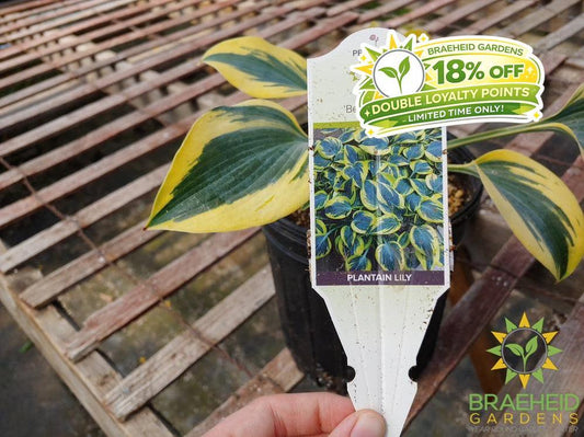 Hosta 'Ben Vernooy' -NO SHIP -
