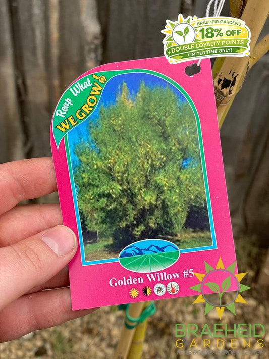 Golden Willow Tree- Tree for sale, Grown in Grande Prairie -Braeheid Gardens Ltd. on Emerson Trail