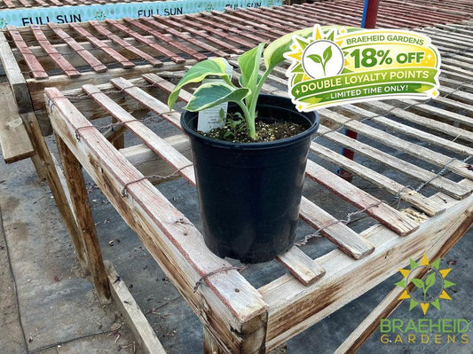 Hosta Orions Belt -NO SHIP -