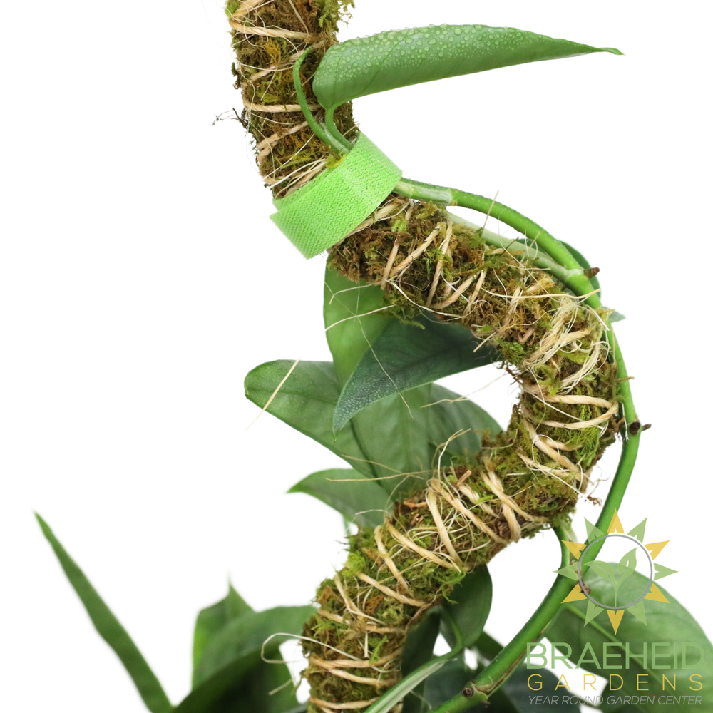 The Bendable Moss Pole™ 𝘛𝘏𝘐𝘕