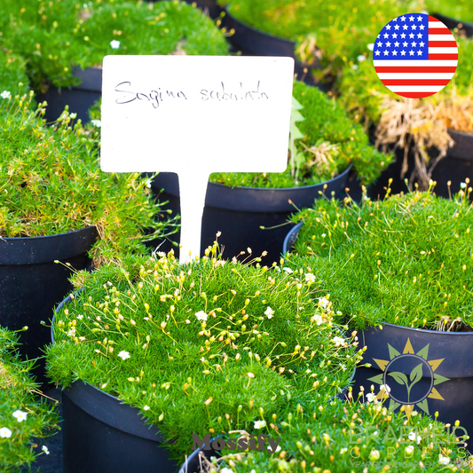 Premium Irish Moss Seeds - Sagina Subulata Seeds