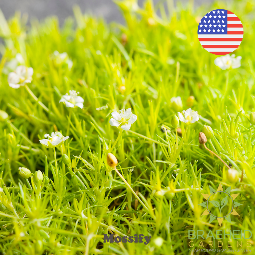 Premium Irish Moss Seeds - Sagina Subulata Seeds