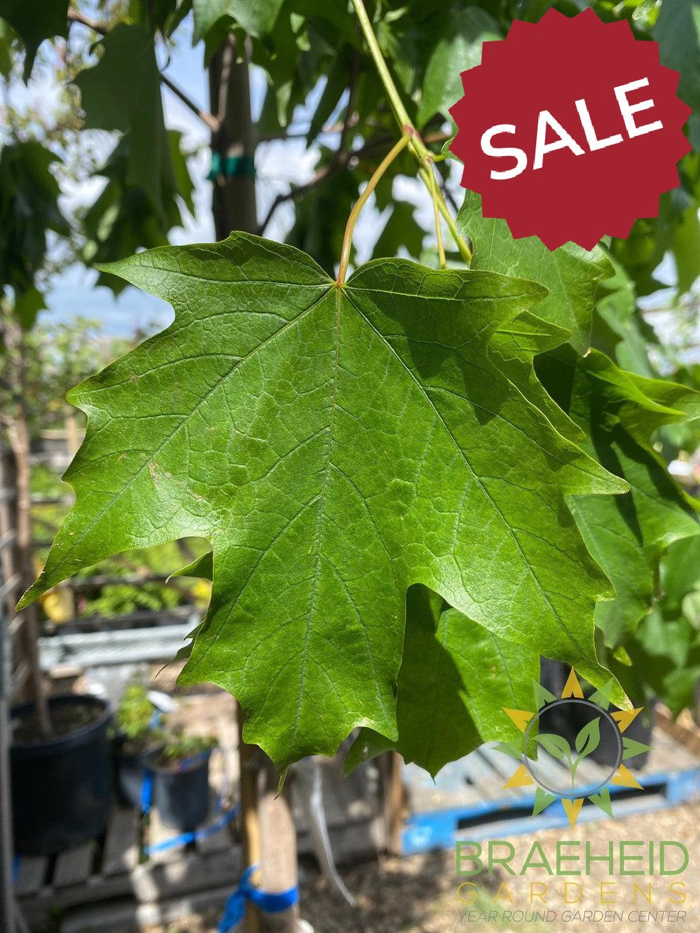 Fall Fiesta® Sugar Maple- Tree for sale, Grown in Grande Prairie -Braeheid Gardens Ltd. on Emerson Trail