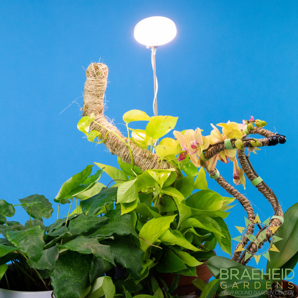 Adjustable LED Plant Light