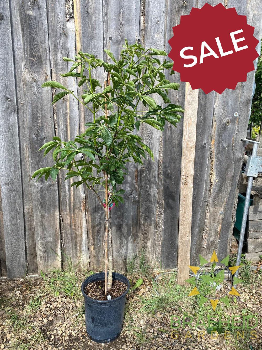 Autumn Splendor Buckeye- Tree for sale, Grown in Grande Prairie -Braeheid Gardens Ltd. on Emerson Trail