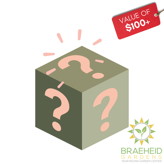 Mossify Surprise Box