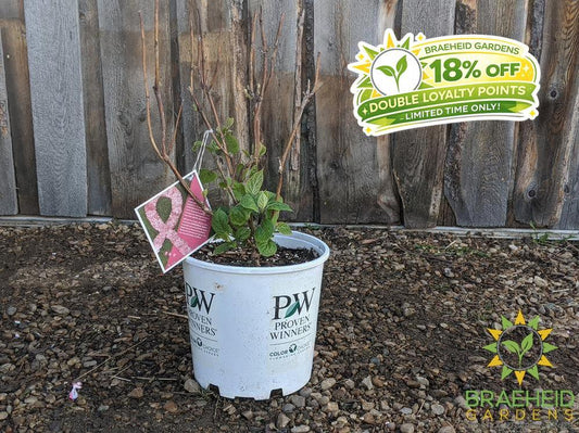 Invincibelle® Spirit II Hydrangea