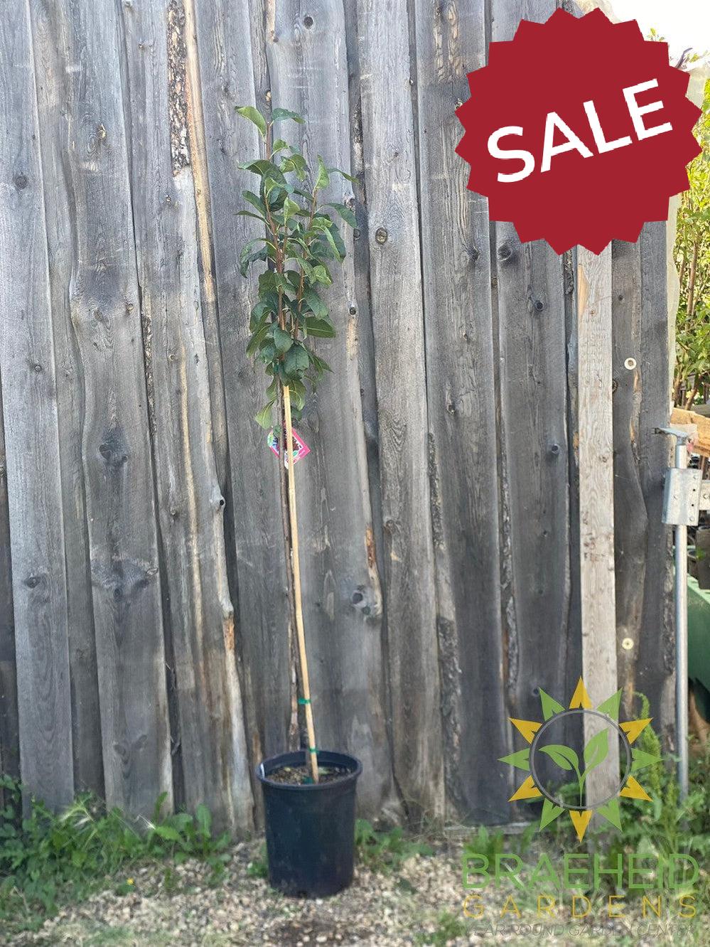Muckle Plum- Tree for sale, Grown in Grande Prairie -Braeheid Gardens Ltd. on Emerson Trail