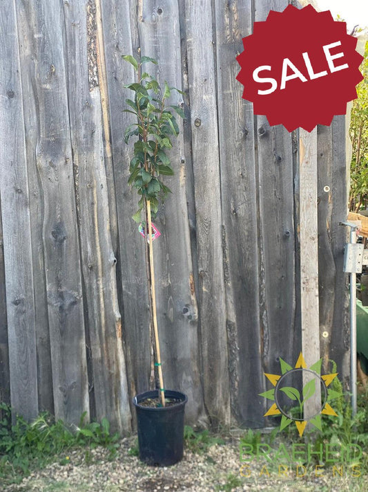 Muckle Plum- Tree for sale, Grown in Grande Prairie -Braeheid Gardens Ltd. on Emerson Trail
