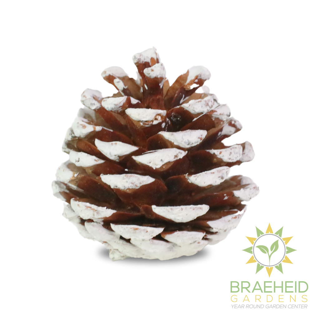 Pinecones - Natural & Frosted