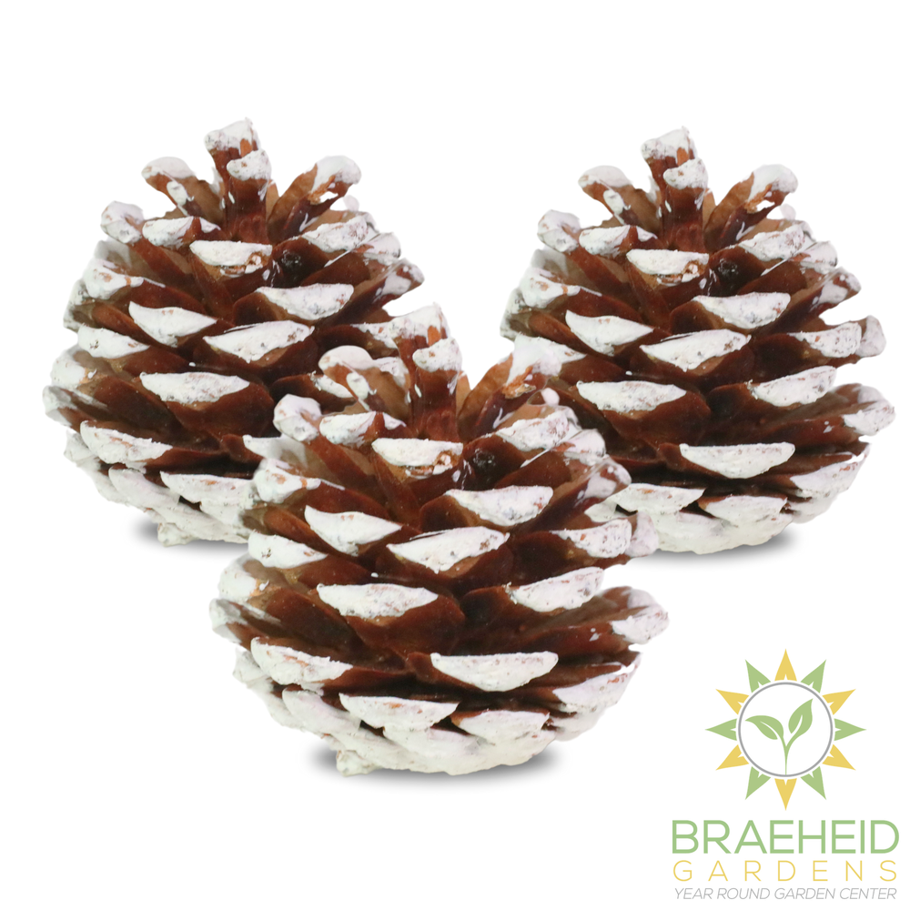 Pinecones - Natural & Frosted