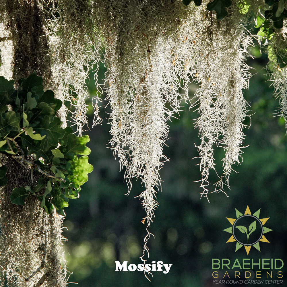 Premium Spanish Moss