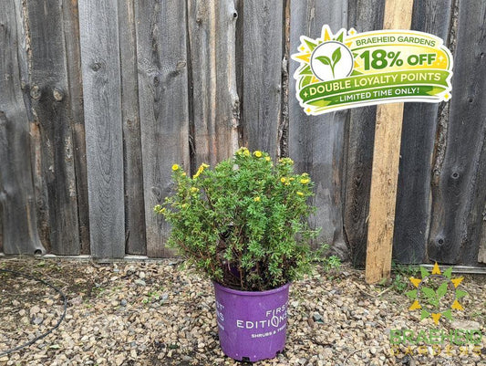 Marmalade™ Potentilla