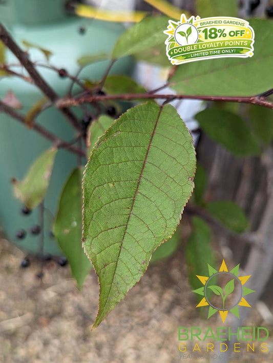 Sweetheart Mayday- Tree for sale, Grown in Grande Prairie -Braeheid Gardens Ltd. on Emerson Trail