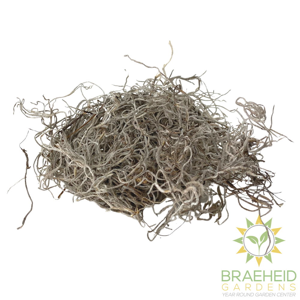 Premium Spanish Moss