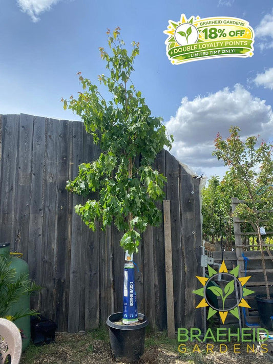 Fall Fiesta® Sugar Maple- Tree for sale, Grown in Grande Prairie -Braeheid Gardens Ltd. on Emerson Trail
