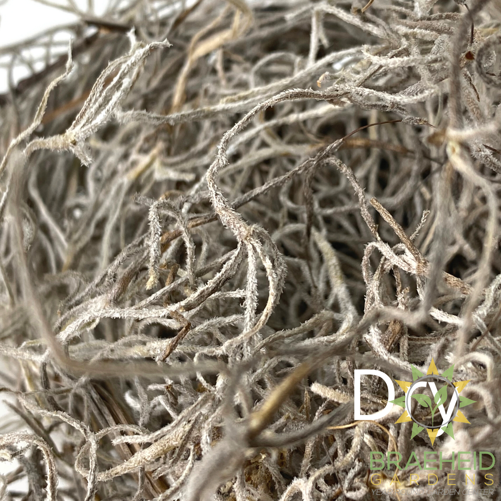 Premium Spanish Moss